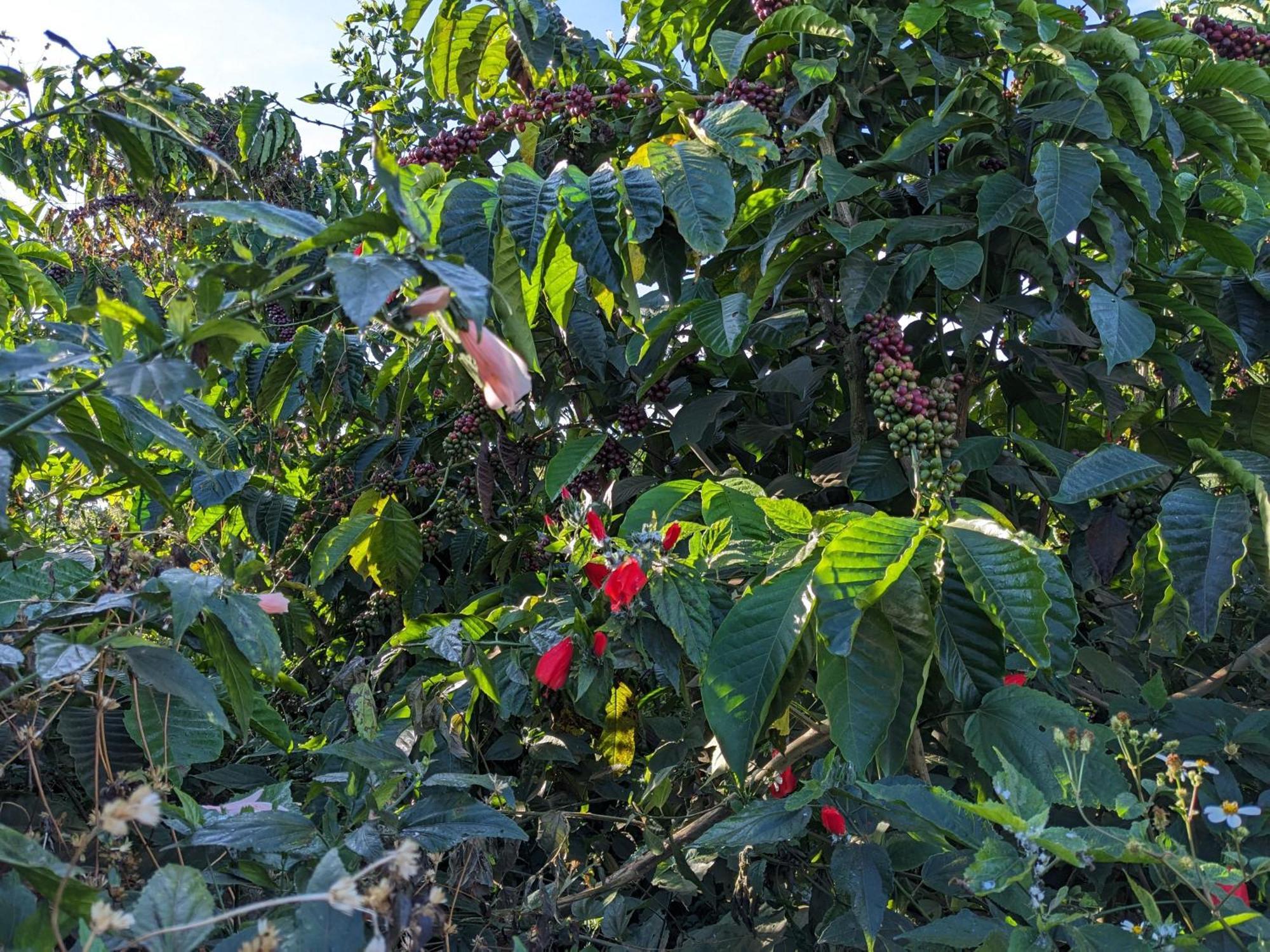 Ivy Coffee Farm - Garden House Διαμέρισμα Duc Trong Εξωτερικό φωτογραφία