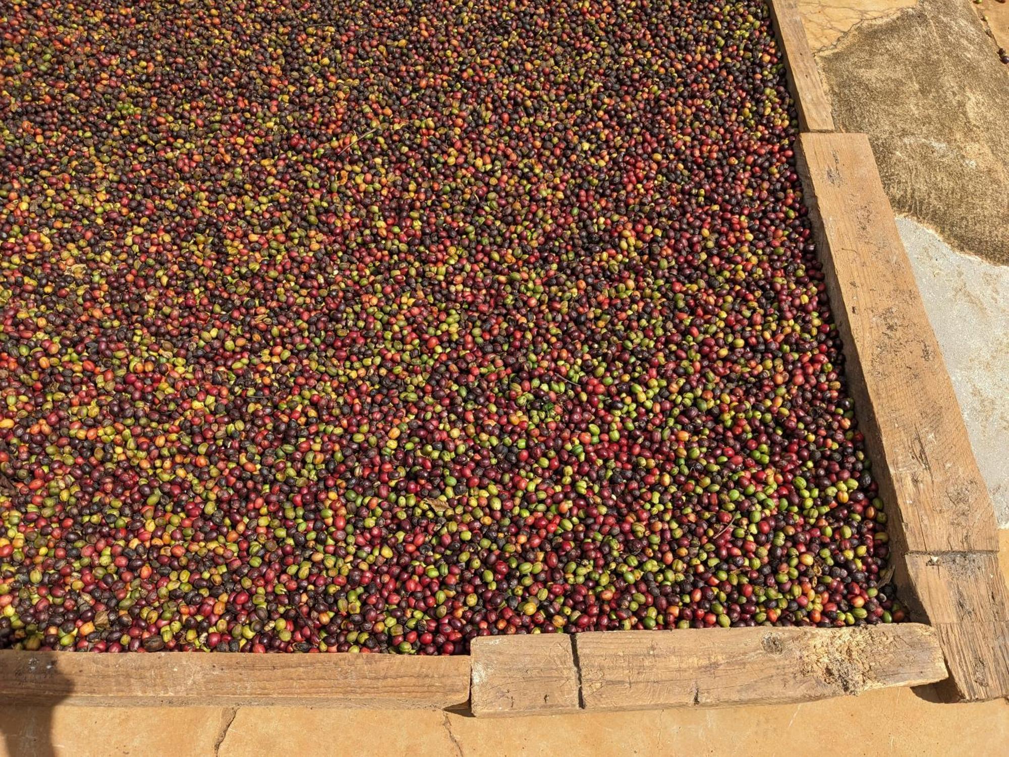 Ivy Coffee Farm - Garden House Διαμέρισμα Duc Trong Εξωτερικό φωτογραφία