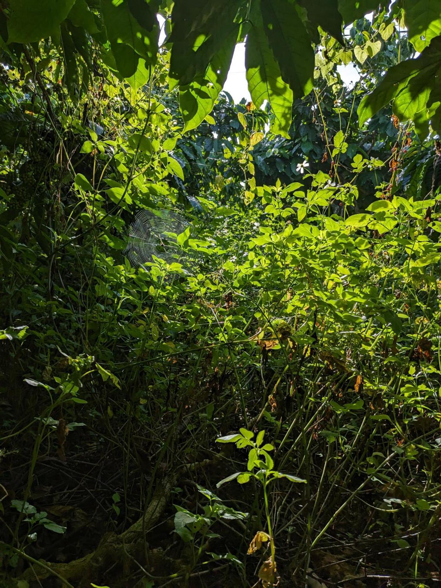 Ivy Coffee Farm - Garden House Διαμέρισμα Duc Trong Εξωτερικό φωτογραφία