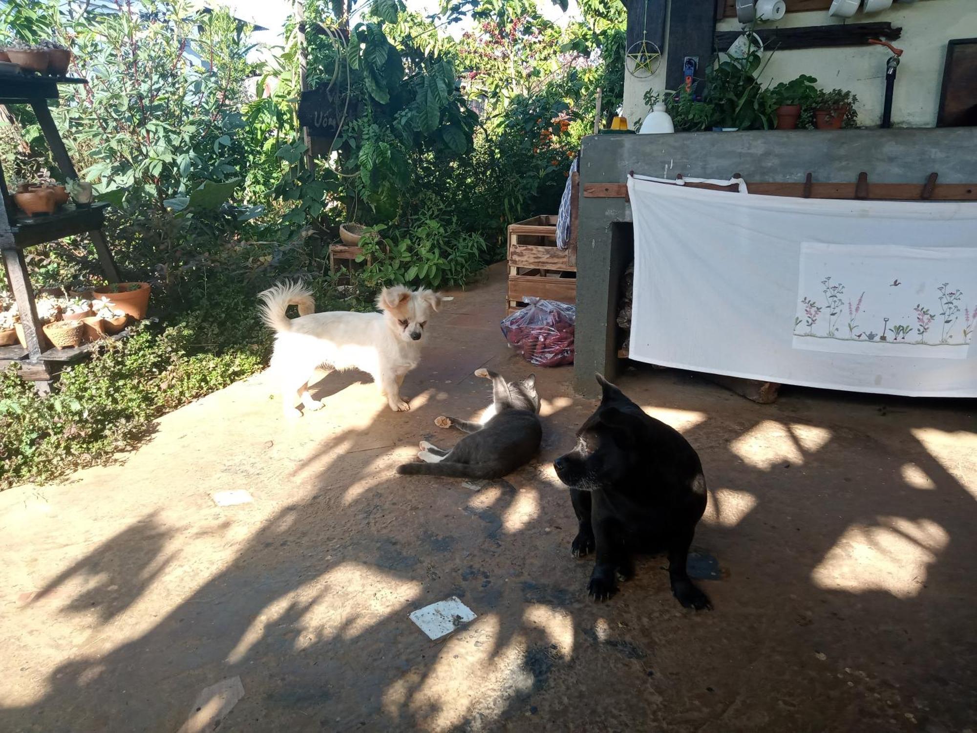 Ivy Coffee Farm - Garden House Διαμέρισμα Duc Trong Εξωτερικό φωτογραφία