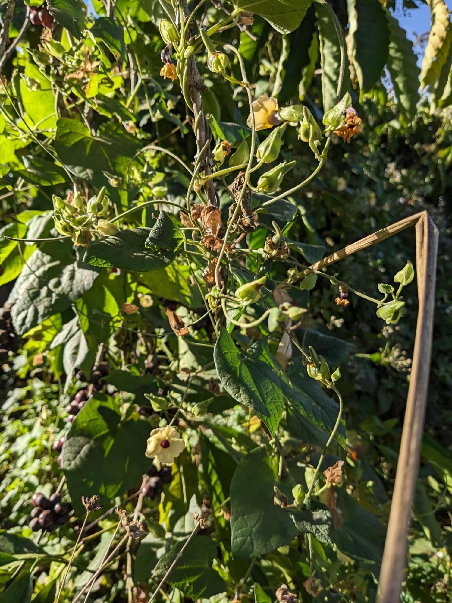 Ivy Coffee Farm - Garden House Διαμέρισμα Duc Trong Εξωτερικό φωτογραφία